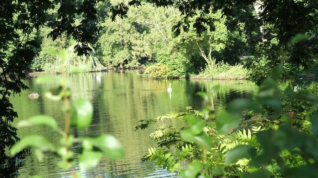 Serene Park Lake Framed by Lush Green Trees and Swimming Swans | Peaceful Nature and Water Reflection