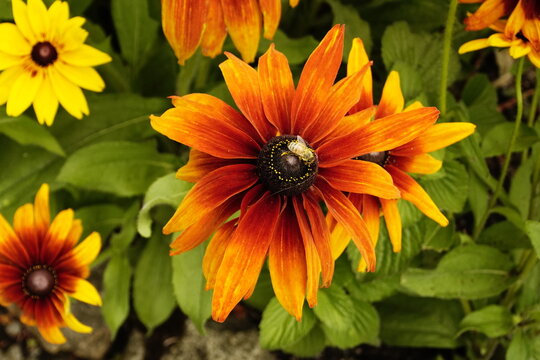 Primo piano di una rudbeckia arancione e gialla con ape impollinatrice al centro