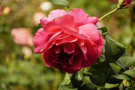 Rosa rossa in fiore con sfondo naturale sfocato