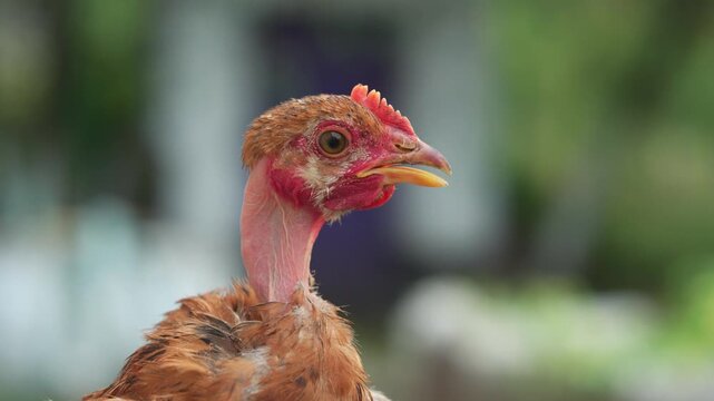 Brown-feathered chicken with a red comb and wattles vocalizes while positioned in a lush outdoor setting, showcasing its distinct features and natural environment in a series of connected frames