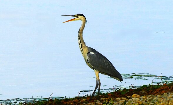 Heron bird standing by the lake with open beak hunting and enjoy in a bright day, waterbird background