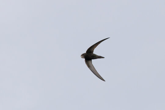 Common swift banking in flight