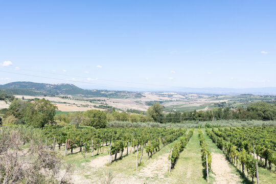 vineyard in tuscany italy