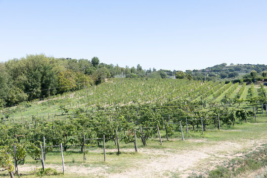 vineyard in tuscany italy