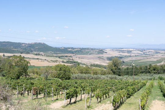 vineyard in Tuscany italy