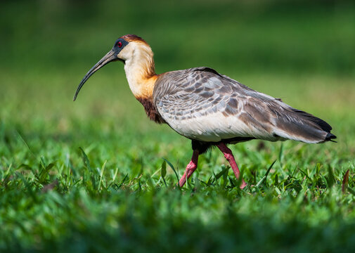buff-necked ibis