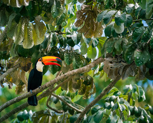 toucan in the tree © Agatha Carr