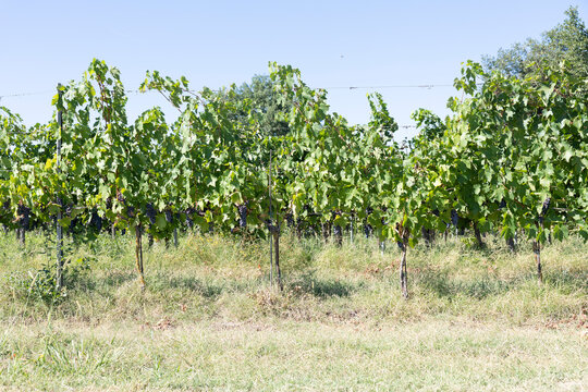 vineyard in the summer in Tuscany italy