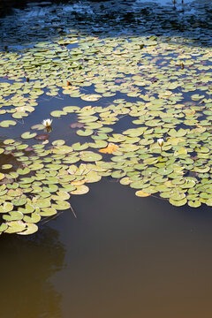 water lilies in pond