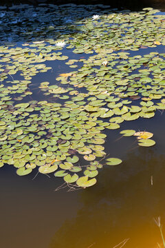 water lily in water