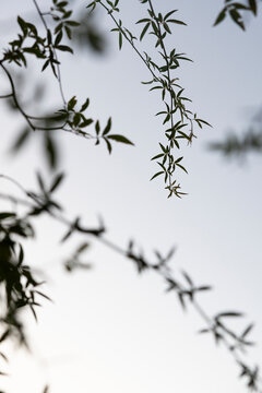 branch of a tree