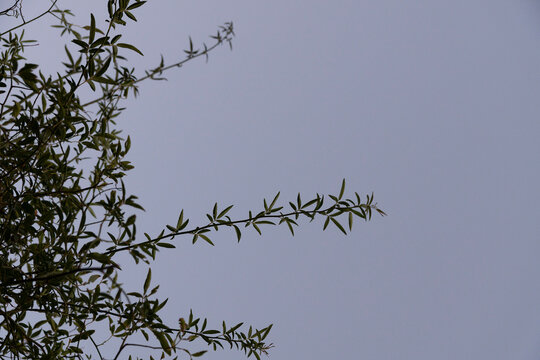 tree branches against a sky at dusk