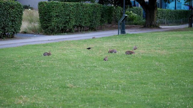 Wild Rabbits Grazing on Green Park Lawn | Cute Rabbits in City Park near Footpath and Hedges