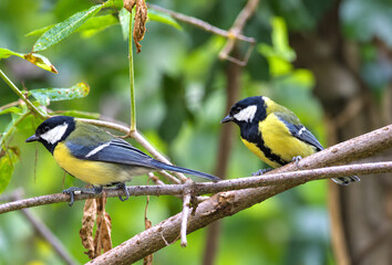 Great tits perched on a branch watching a bird feeder © János István Lukács