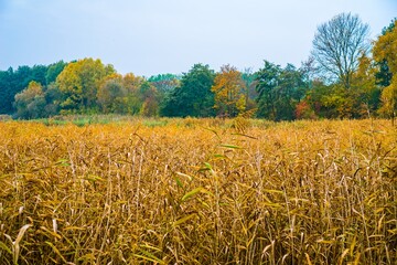 Obraz premium Golden marsh reeds under a pale sky with autumn trees