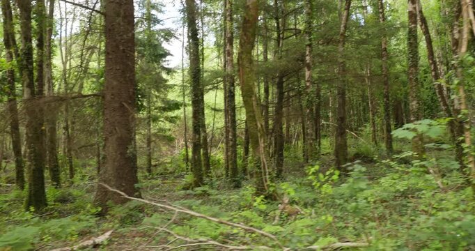 Lush temperate forest in Ireland