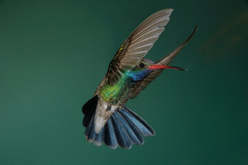 Broad-billed hummingbird in flight © willtu