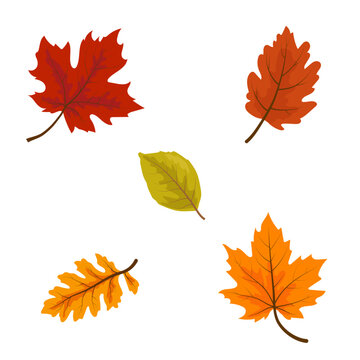 Autumn tree leaves, simple drawing. Vector illustration. Silhouette of golden and red leaves of oak, aspen and maple, isolated on a white background
