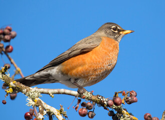 Fototapeta premium American robin (Turdus migratorius), Marion County, Oregon