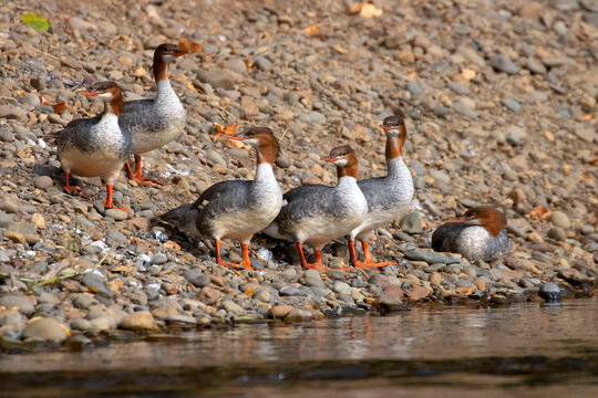Common merganser (Mergus merganser), Willamette River Greenway, Marion County, Oregon