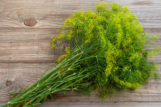 Bunch of dill umbels for drying, a key ingredient for fermenting vegetables such as cucumbers, snap beans, green tomatoes, or tomatillos on rustic gray boards.