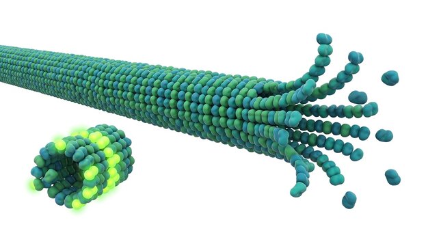 Microscopic view of microtubule structure showing dynamic instability and polymerization of tubulin dimers in cellular transport