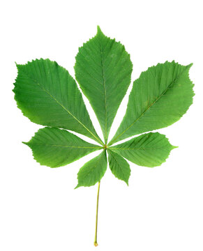 green chestnut leaf isolated on transparent background