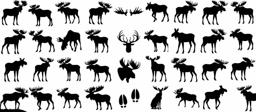Moose silhouette vector, illustration, wild moose for wildlife design, standing, walking, eating, antlers, male, female, shapes, outline, profile, side, v
