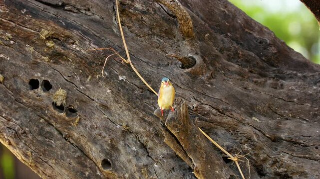 A Malachite kingfisher (Corythornis cristatus) perched on a tree
