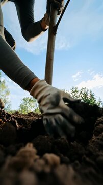 Person wearing protective handwear steadies a young tree in a freshly dug soil hole and pulls loose earth toward the root ball, seen from ground level beneath blue sky and leafy trees