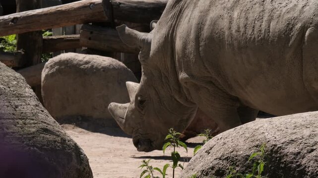 White Rhinoceros (Ceratotherium simum) standing outdoors, medium shot