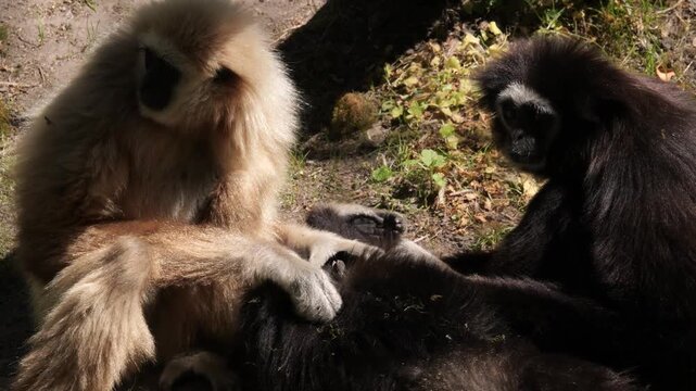 Lar Gibbons (Hylobates lar) grooming each other close-up