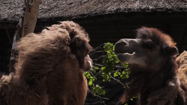 Two Bactrian Camels (Camelus bactrianus) eating leaves outdoors