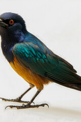 Fototapeta premium A vibrant bird sits on a clean white surface, ready for use in various designs. vertical frame