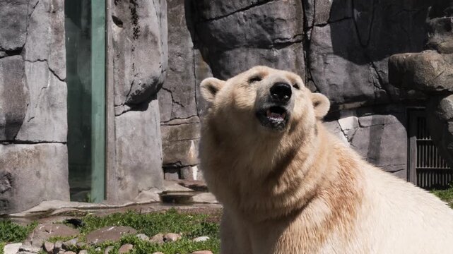 Polar Bear (Ursus maritimus) close-up inside enclosure