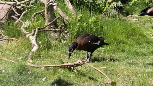 Paradise Shelduck (Tadorna variegata) walking on green grass