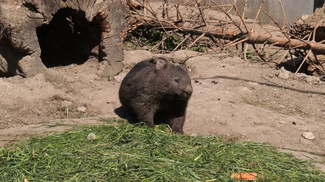 Wombat (Vombatidae) eating green grass outdoors