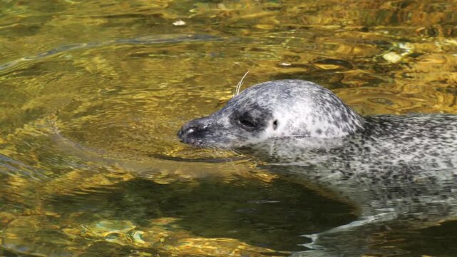 Harbor Seal (Phoca vitulina) swimming in clear shallow water