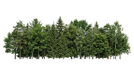 Diverse forest edge with various deciduous and coniferous trees © Varvara