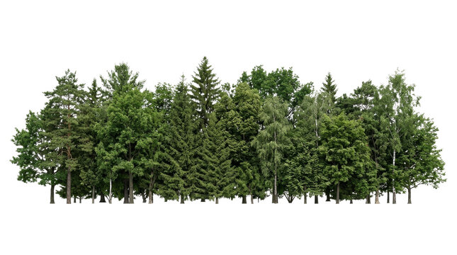 Diverse forest edge with various deciduous and coniferous trees