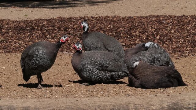 Helmeted Guineafowls (Numida meleagris) resting outdoors