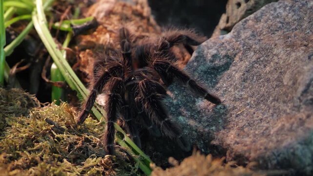 Tarantula Spider (Theraphosidae) crawling on rock close-up