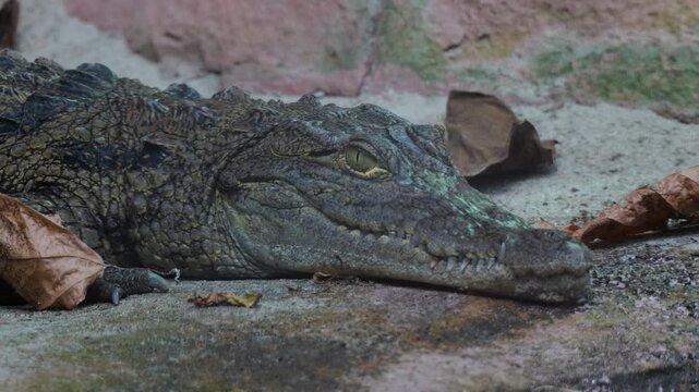 Nile Crocodile (Crocodylus niloticus) resting on ground close-up
