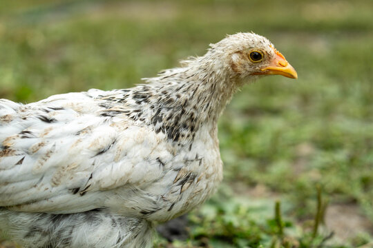 A young chicken with soft gray and white feathers explores a vibrant green farm. The sun shines brightly, highlighting tiny details in its feathers as it pecks the ground
