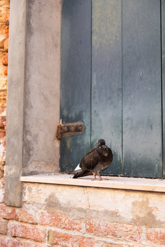 pigeon on a ledge in Venice Italy
