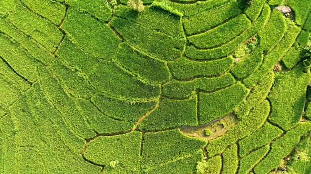 High-angle top-down aerial sweep across terraced paddy cultivation fields, water runoff pathways, and lush organic vegetation in Palampur countryside