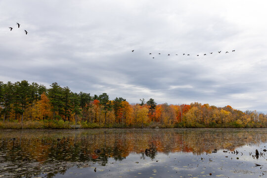 Flock of birds flying over lake with fall foliage reflection. Wild geese migrating above autumn forest and calm water. Mud Lake in Ottawa, Canada