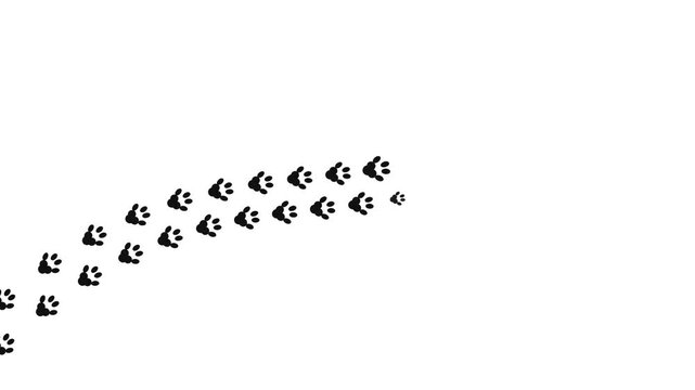 Animated animal footprint trail moving across white background