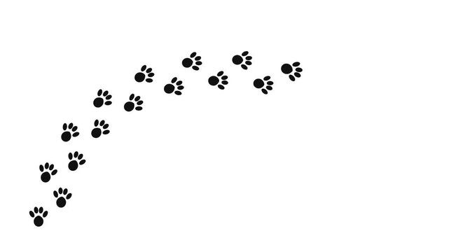 Animal paw prints walking path on white background