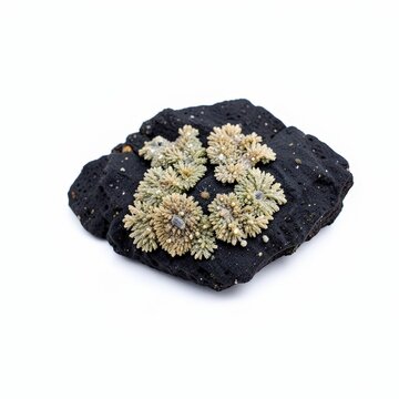 Full shot of graptolite fossils cluster in black shale on white background, showcasing ancient marine organisms and paleontological details